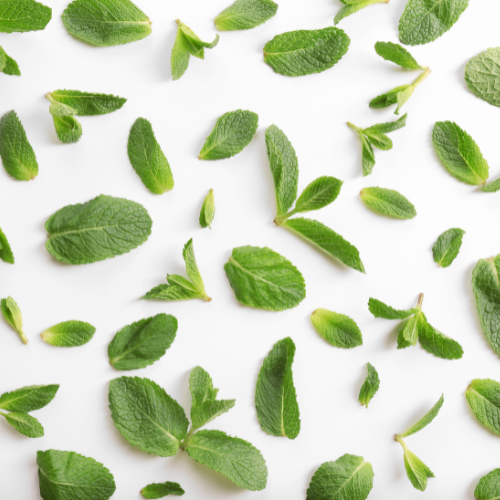 Peppermint Extract